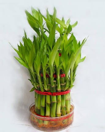 lucky bamboo