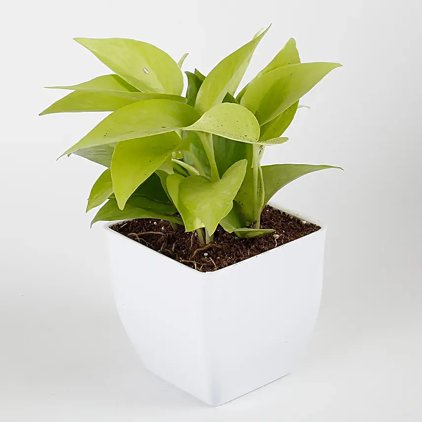 Golden Money Plant in White Imported Plastic Pot